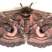 African Emperor moth
