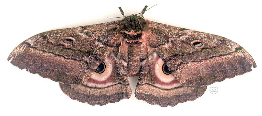 Emperor Moth